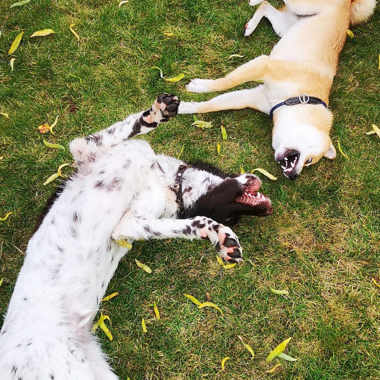 Sozialkontaktstunde kleinere Hunde bis 15kg