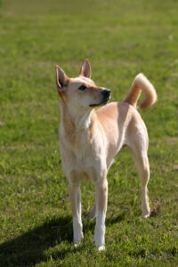 Miyagi_Pflegehunde