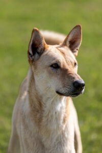 Miyagi_Pflegehunde