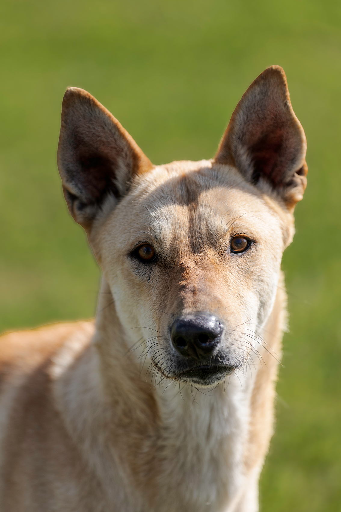 Miyagi_Pflegehunde