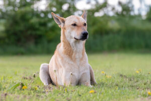 Miyagi_Pflegehunde