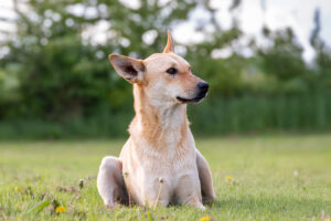 Miyagi_Pflegehunde