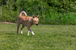 Miyagi_Pflegehunde