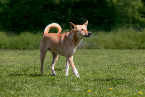 Miyagi_Pflegehunde