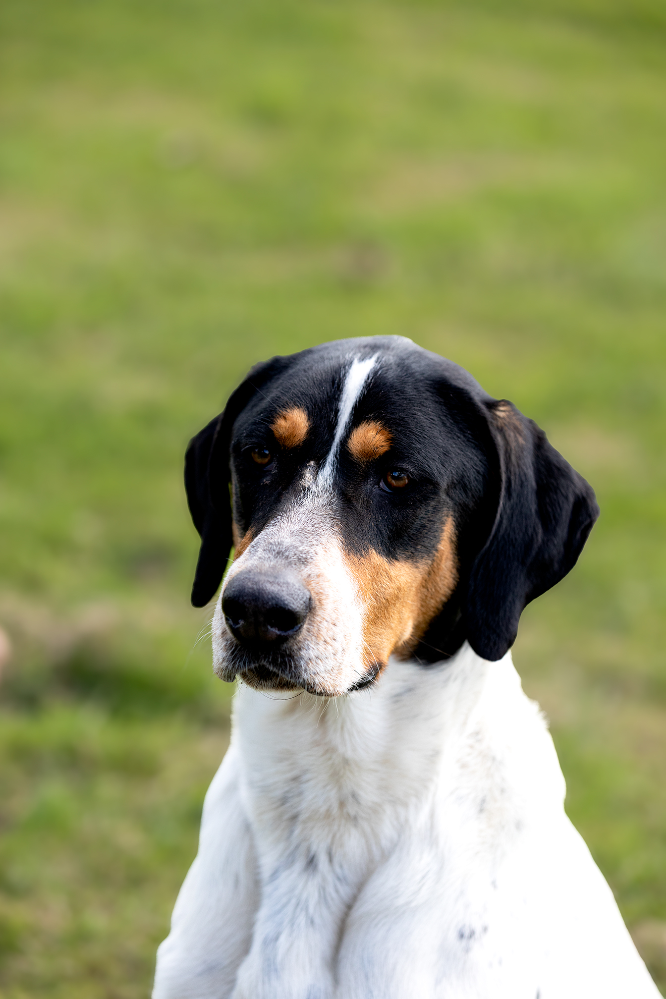 Olaf
